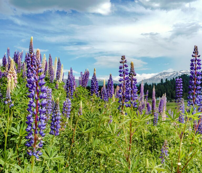 Kashmir Tour 4 Nights and 5 Day Package